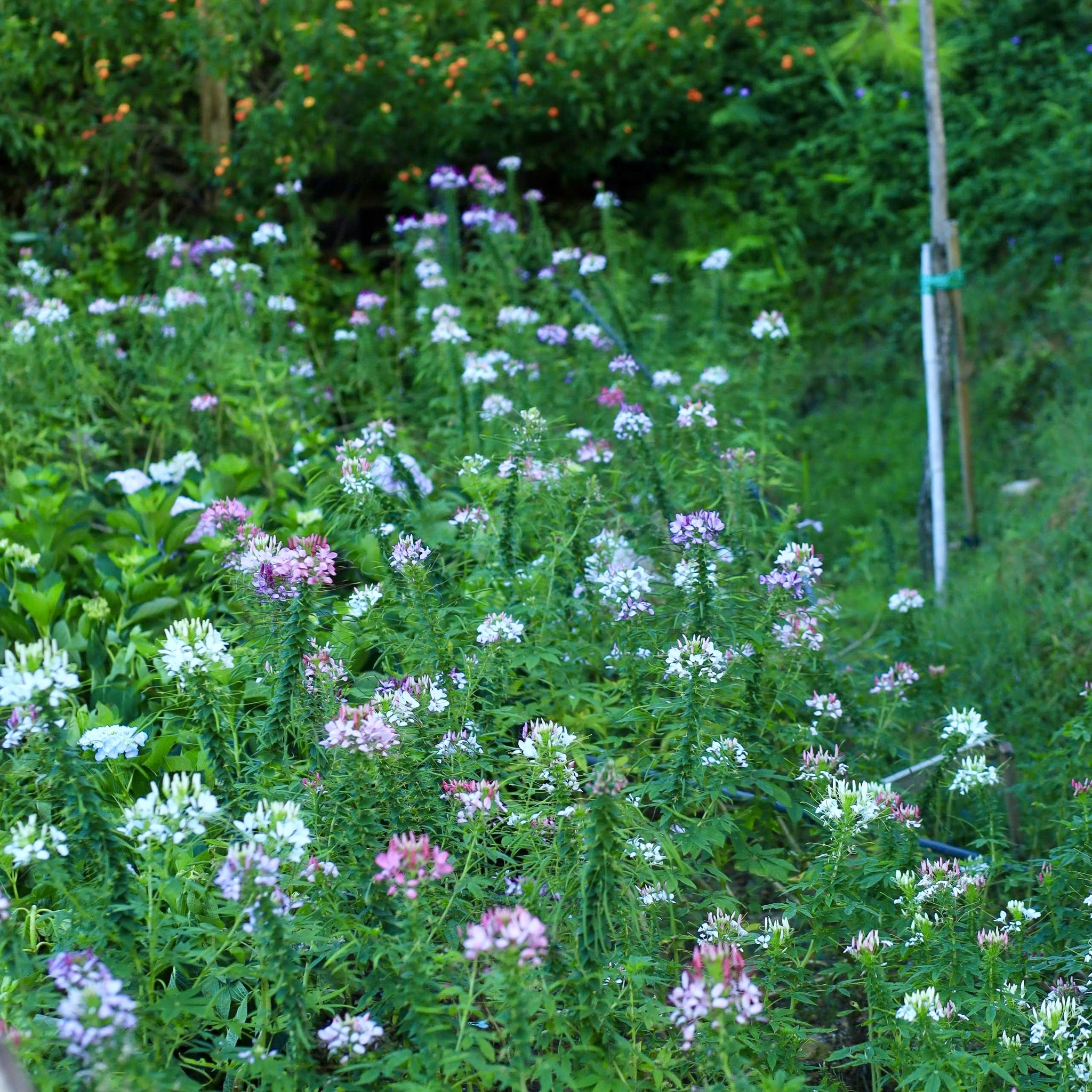 Khoảnh khắc yên bình